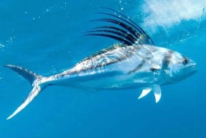 Playa Mantas: aluguer de mini barco de pesca privado