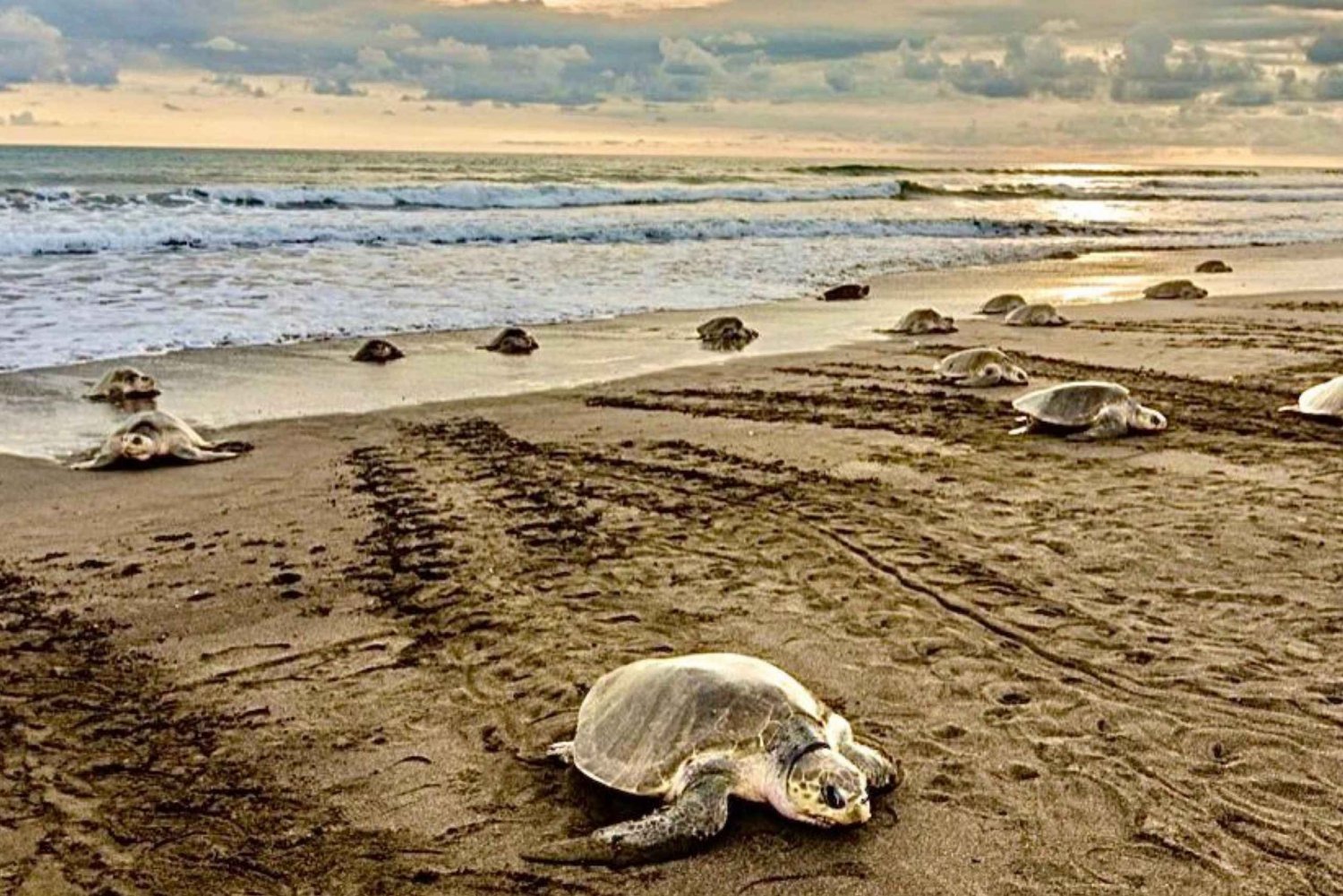 Playa Minas: Havskildpaddetur