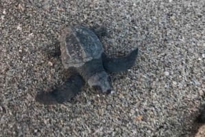 Playa Minas: Titta på havssköldpaddor
