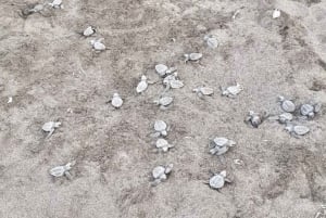 Playa Minas: Merikilpikonnan katselukierros