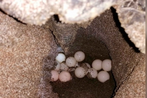 Playa Minas: Meeresschildkrötenbeobachtungstour