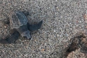 Playa Minas: Sea Turtle Watching Tour
