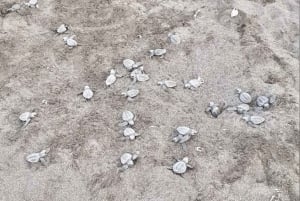 Playa Minas: Sea Turtle Watching Tour
