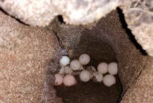 Playa Minas: Sea Turtle Watching Tour