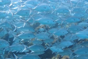 Playa Uvita: Caño Island Snorkeling Tour with Lunch