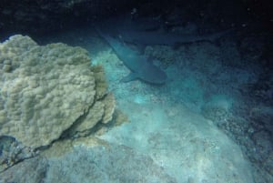 Playa Uvita: Excursão de Snorkeling à Ilha Caño com Almoço