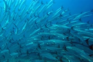Playa Uvita: Excursão de Snorkeling à Ilha Caño com Almoço