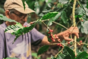 Poas Coffee-tur, La Paz-vandfaldet, Grecia og Sarchí-håndværk