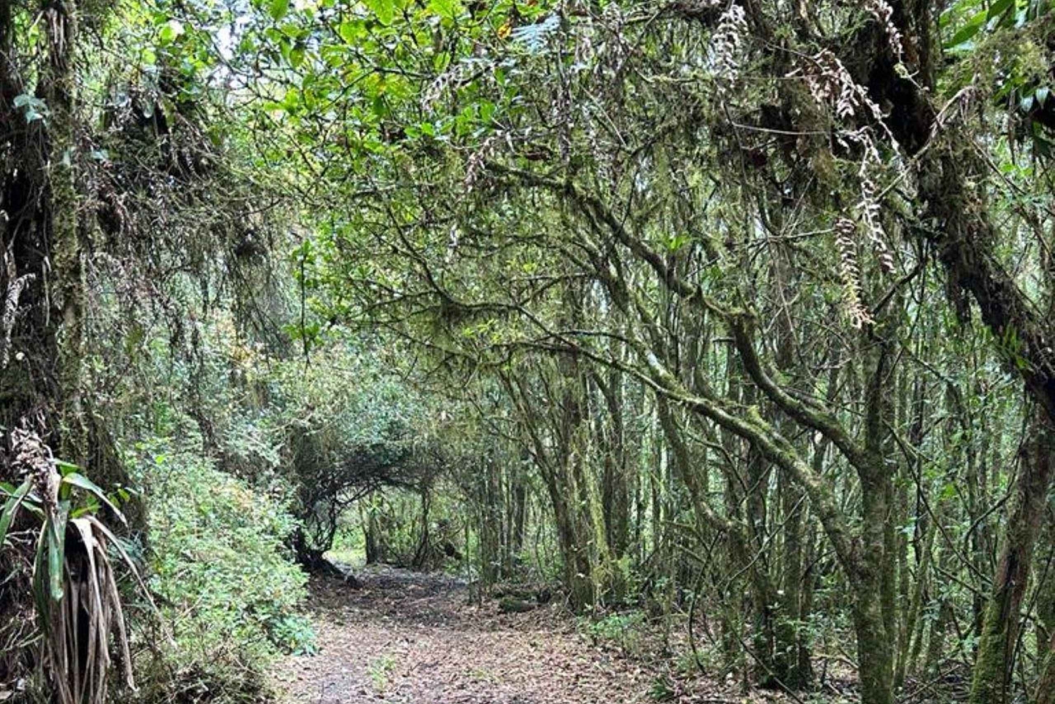 Cratere attivo del vulcano Poas, cascata la Paz e birdwatching