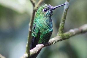 Cratere attivo del vulcano Poas, cascata la Paz e birdwatching