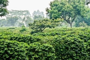 Poás Volcano, Coffee Plantation & La Paz Waterfall Gardens