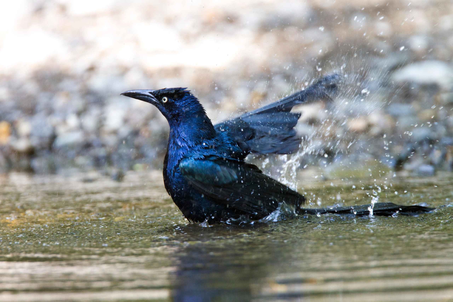 Privater Avellanas Wildlife Walk