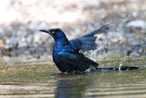 Privater Avellanas Wildlife Walk