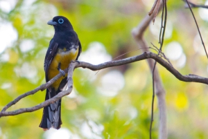 Privater Avellanas Wildlife Walk