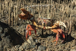 Privater Avellanas Wildlife Walk