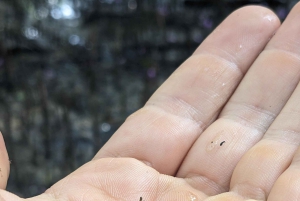 Privater Avellanas Wildlife Walk