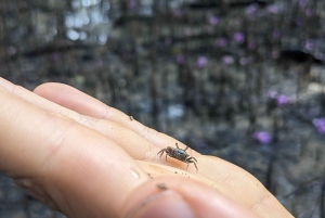 Privater Avellanas Wildlife Walk