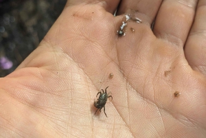 Privater Avellanas Wildlife Walk