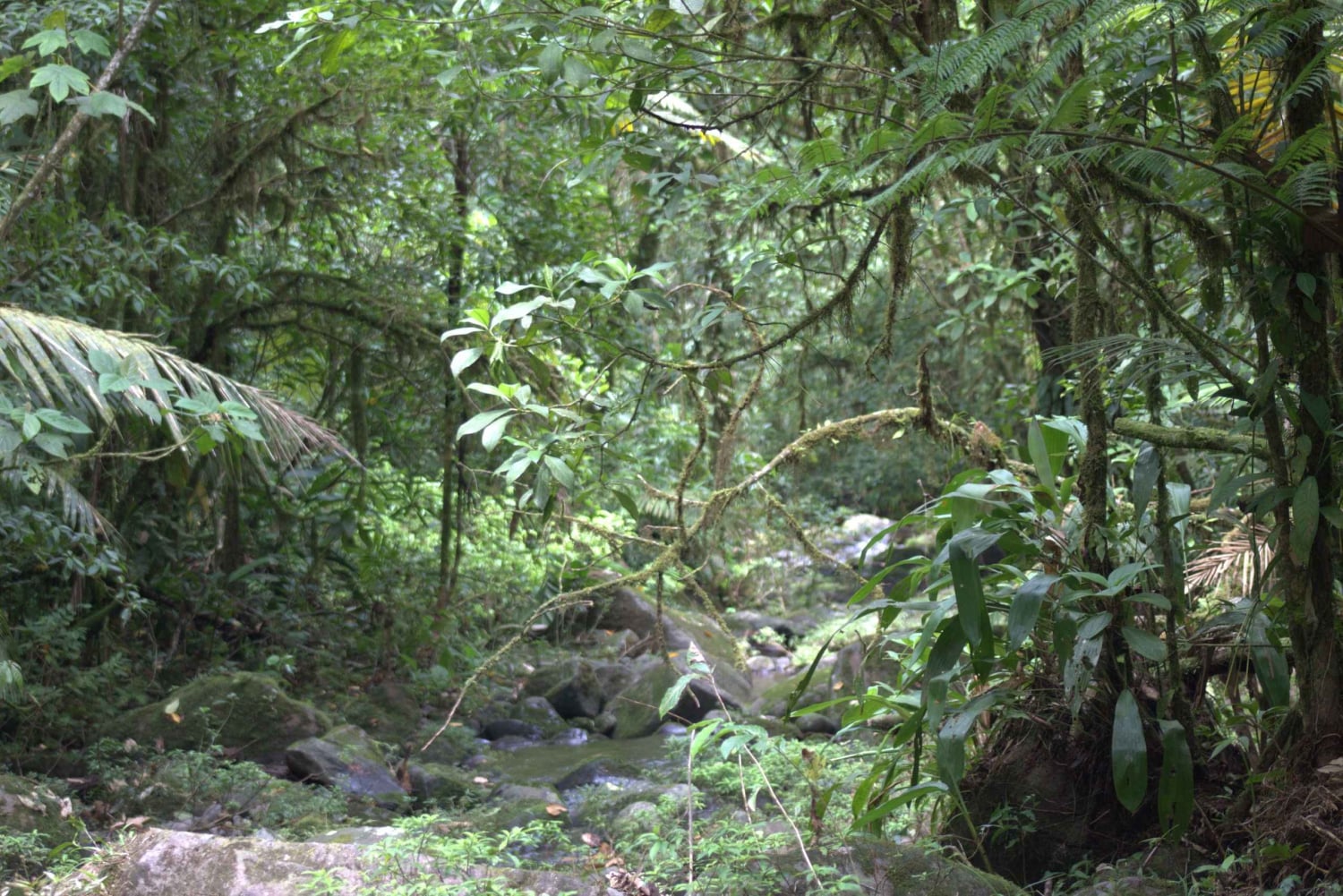 Privat vandretur i skoven - Río Celeste