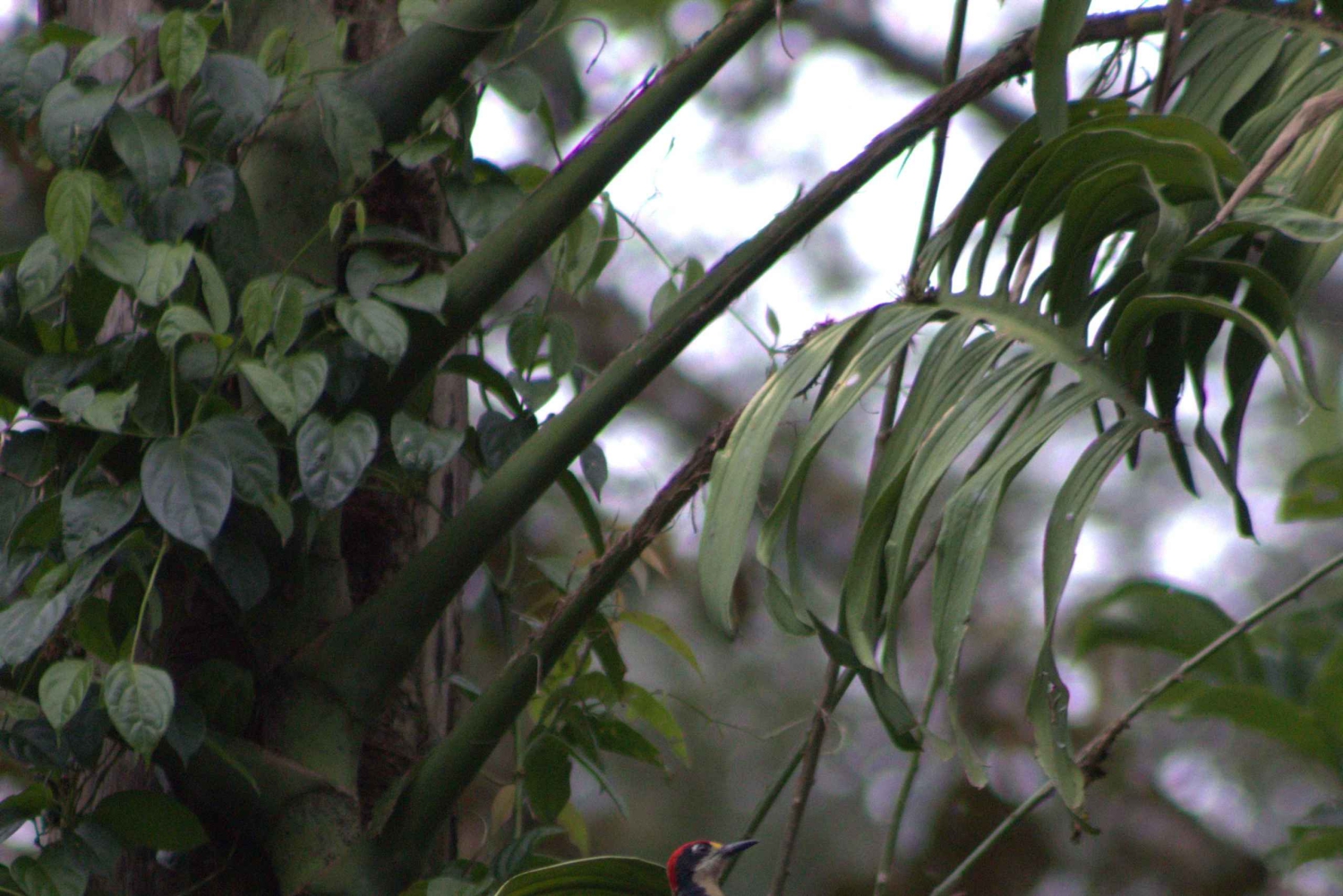 Privat vandretur i skoven - Río Celeste
