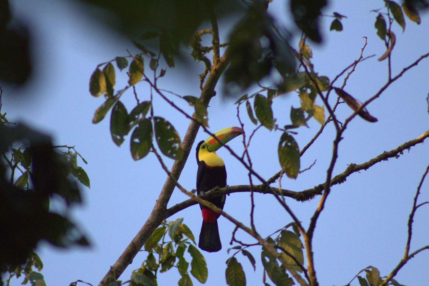 Privat vandretur i skoven - Río Celeste