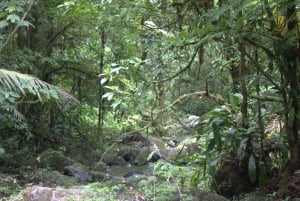 Caminhada privada na floresta - Rio Celeste
