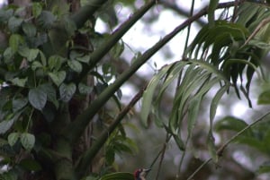 Caminhada privada na floresta - Rio Celeste