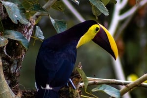 Caminhada privada na floresta - Rio Celeste