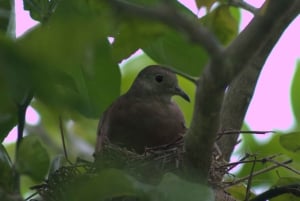 Caminhada privada na floresta - Rio Celeste