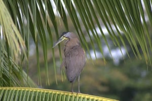 Caminhada privada na floresta - Rio Celeste
