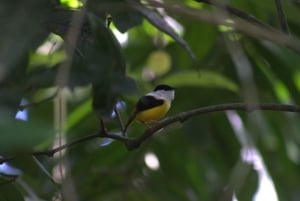 Caminhada privada na floresta - Rio Celeste