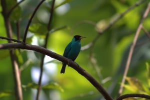 Caminhada privada na floresta - Rio Celeste