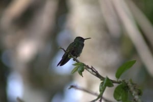 Caminhada privada na floresta - Rio Celeste