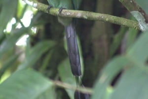 Caminhada privada na floresta - Rio Celeste