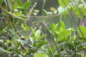 Caminhada privada na floresta - Rio Celeste