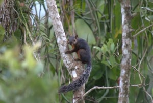 Caminhada privada na floresta - Rio Celeste