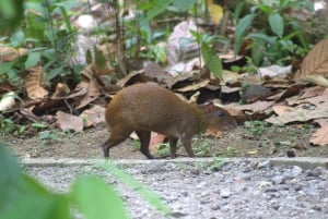 Caminhada privada na floresta - Rio Celeste