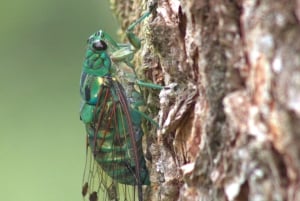 Caminhada privada na floresta - Rio Celeste