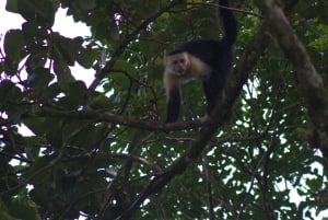 Caminhada privada na floresta - Rio Celeste