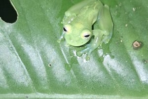 Caminhada privada na floresta - Rio Celeste