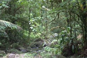 Privat vandretur i skoven - Río Celeste