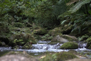 Privat vandretur i skoven - Río Celeste