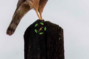 Privat vandretur i skoven - Río Celeste