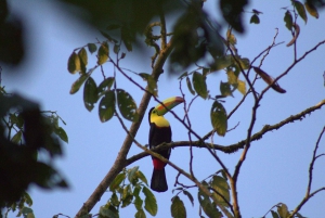 Privat vandretur i skoven - Río Celeste