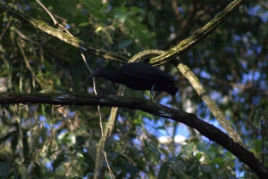Privat vandretur i skoven - Río Celeste