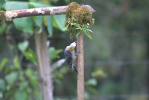 Privat vandretur i skoven - Río Celeste