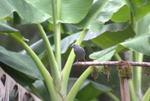 Privat vandretur i skoven - Río Celeste