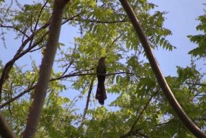 Privat vandretur i skoven - Río Celeste