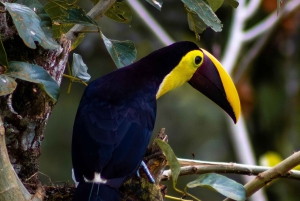 Privat vandretur i skoven - Río Celeste