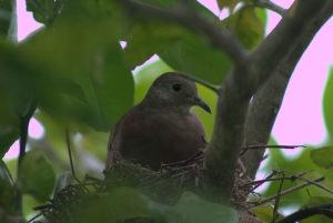 Privat vandretur i skoven - Río Celeste